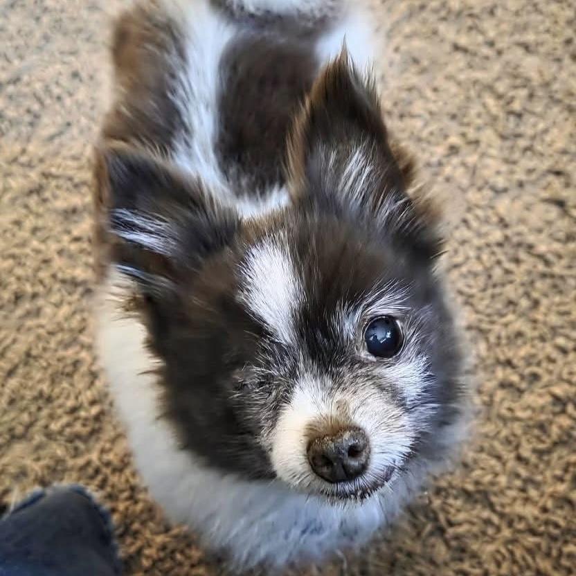 Enlarge Mochi, a ADOPTABLE Pomeranian in St. George, UT image 1/5