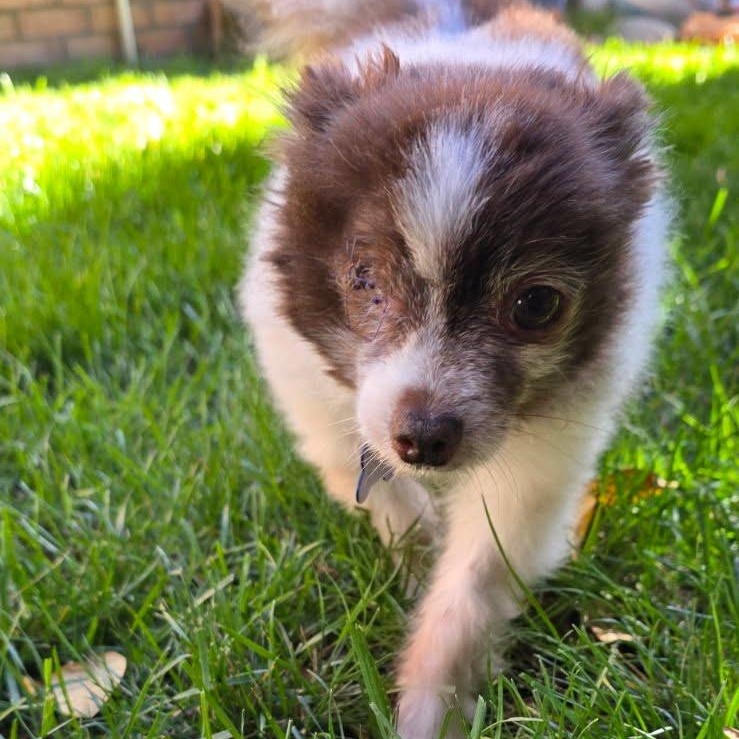 Enlarge Mochi, a ADOPTABLE Pomeranian in St. George, UT image 4/5