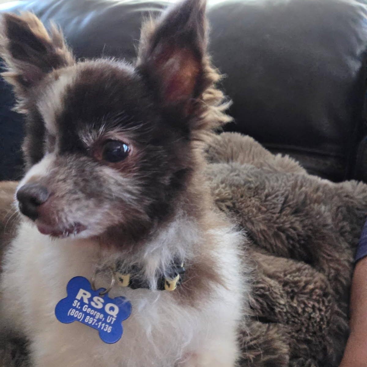 Enlarge Mochi, a ADOPTABLE Pomeranian in St. George, UT image 3/5