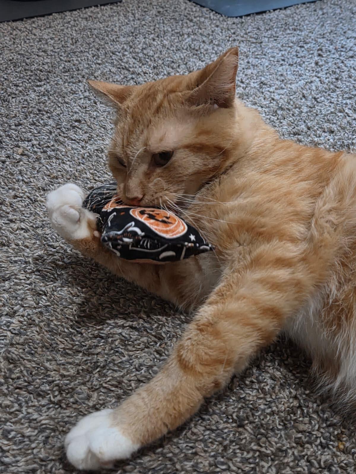 Garfield, a ADOPTABLE Domestic Short Hair in Sandy Springs, GA image 5/5