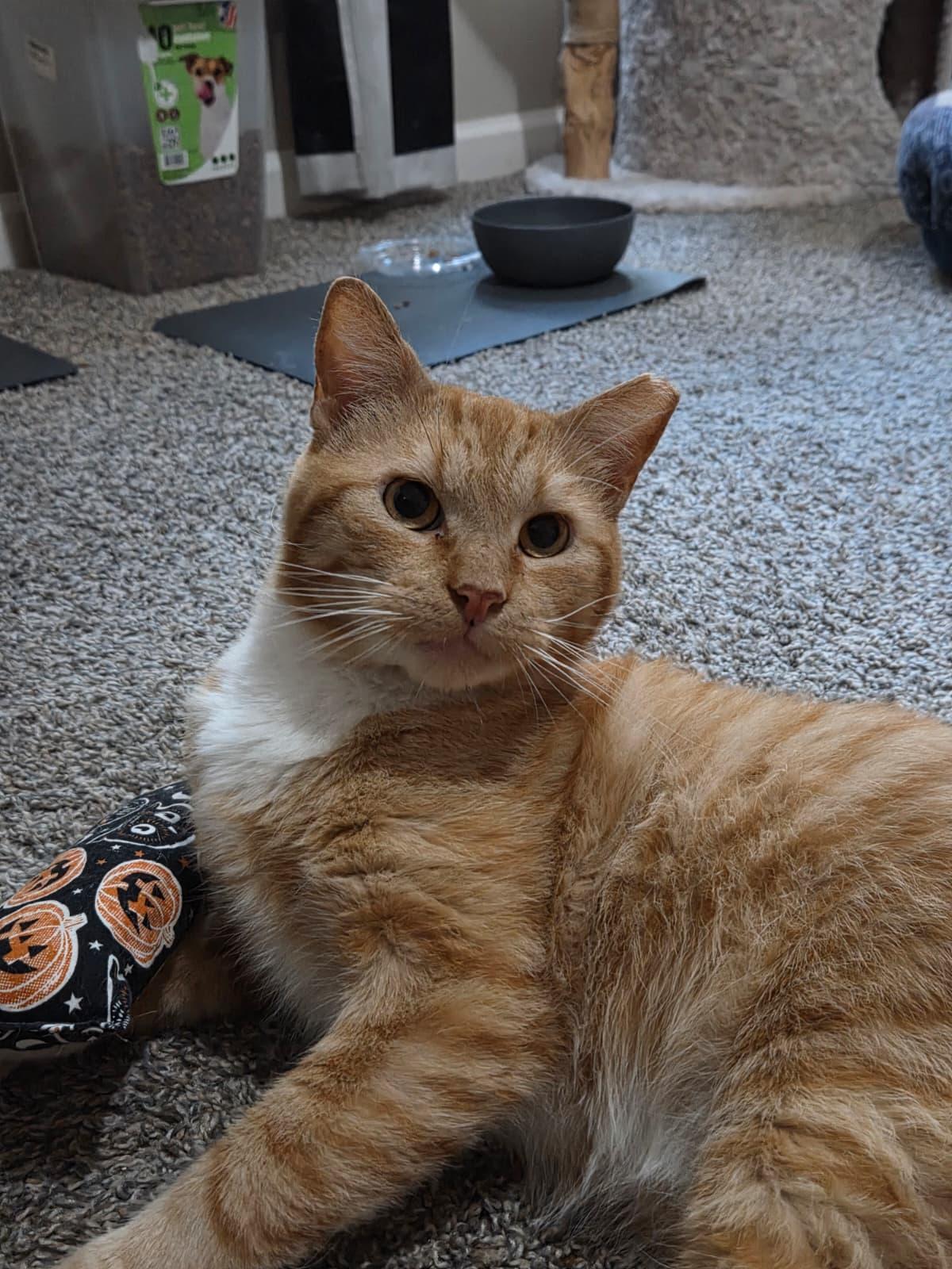 Garfield, a ADOPTABLE Domestic Short Hair in Sandy Springs, GA image 2/5