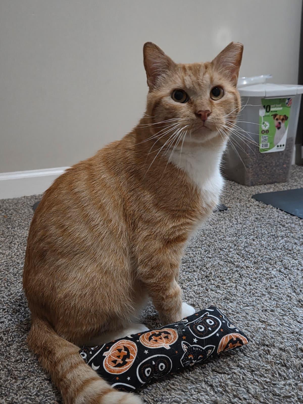 Garfield, a ADOPTABLE Domestic Short Hair in Sandy Springs, GA image 1/5