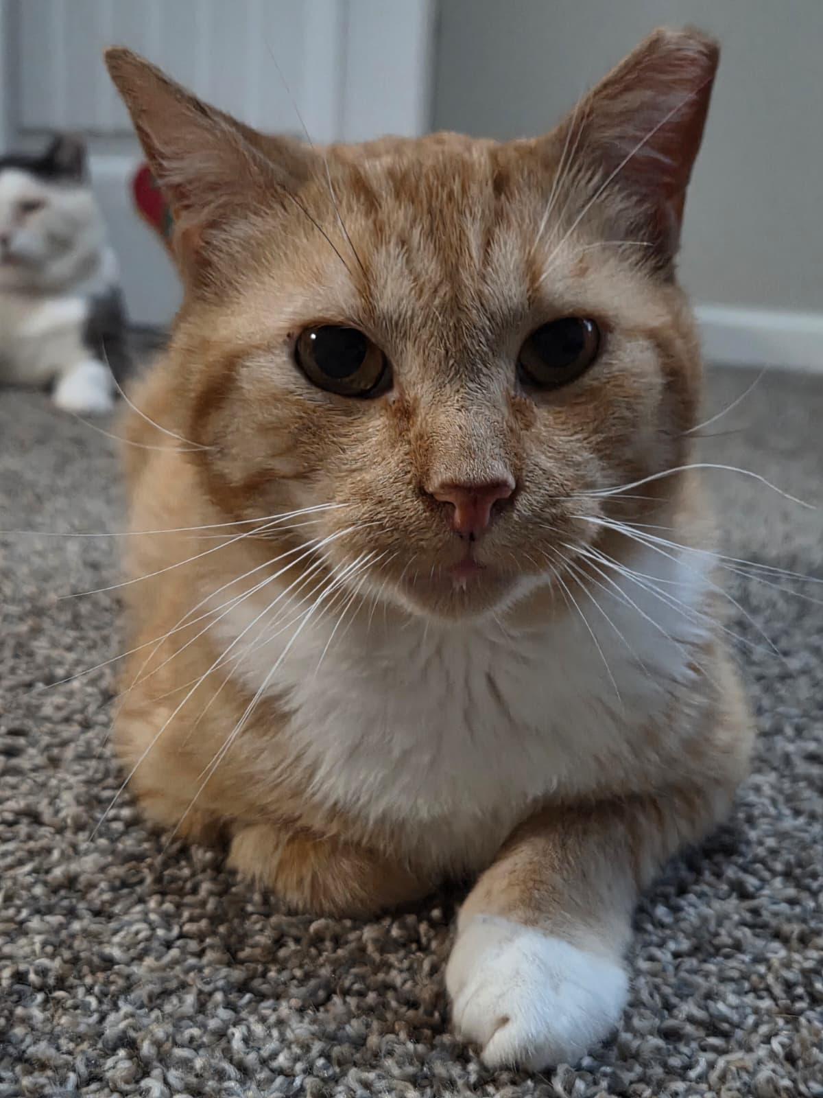 Garfield, a ADOPTABLE Domestic Short Hair in Sandy Springs, GA image 3/5