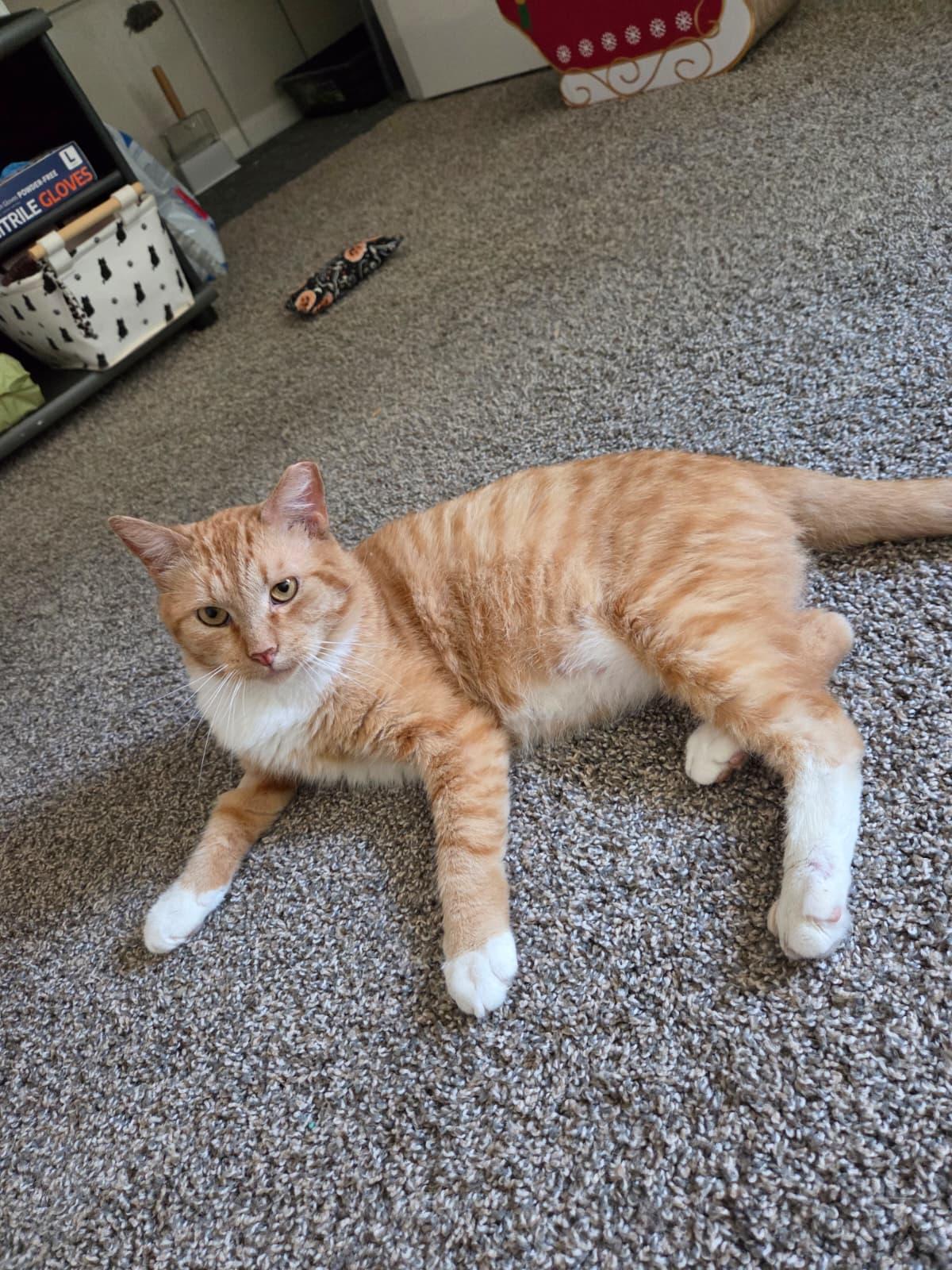 Garfield, a ADOPTABLE Domestic Short Hair in Sandy Springs, GA image 4/5