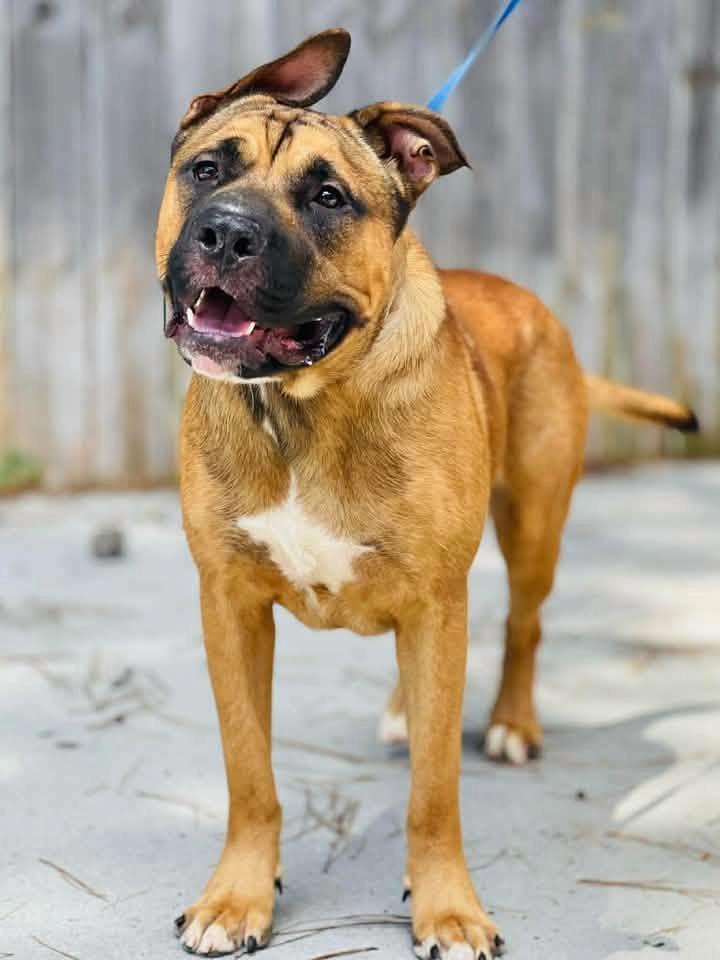 Enlarge AC-4970 "Ronnie', a Adopted mixed breed in Conyers, GA image 2/4