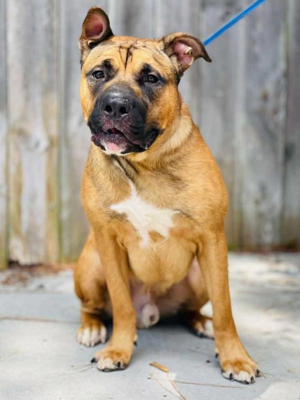 Enlarge AC-4970 "Ronnie', a Adopted mixed breed in Conyers, GA image 3/4