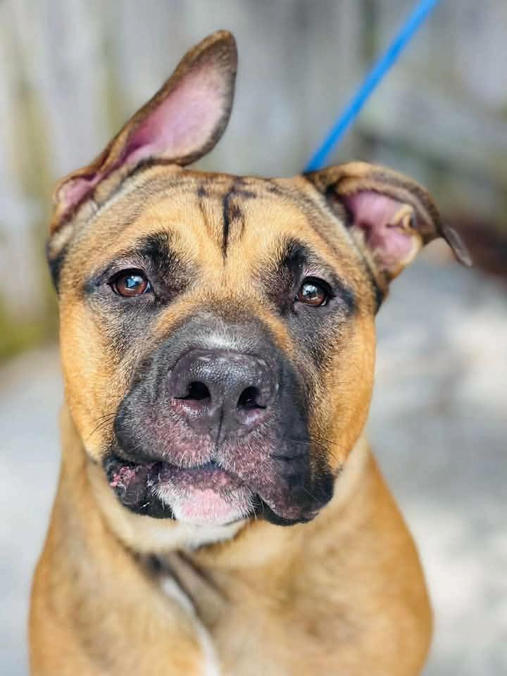 Enlarge AC-4970 "Ronnie', a Adopted mixed breed in Conyers, GA image 1/4