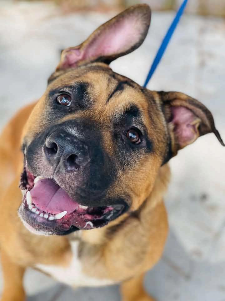 Enlarge AC-4970 "Ronnie', a Adopted mixed breed in Conyers, GA image 4/4