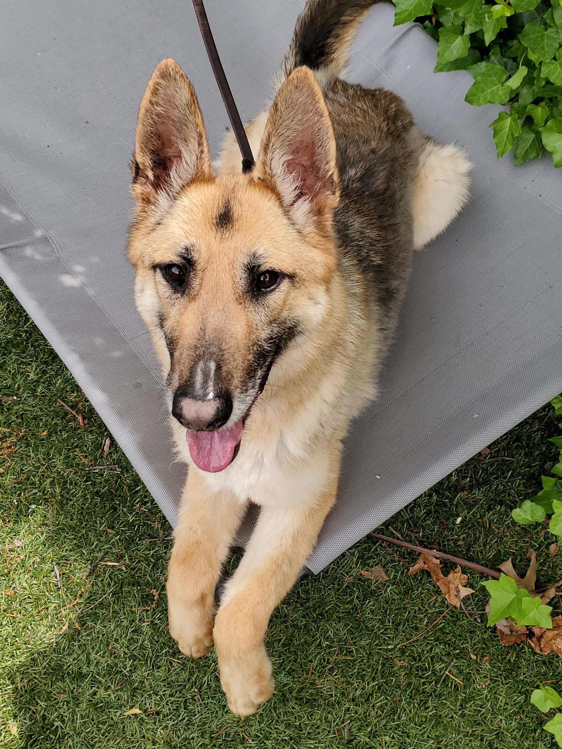 Enlarge Zoe, a Adoptable German Shepherd Dog in Port Washington, NY image 6/6