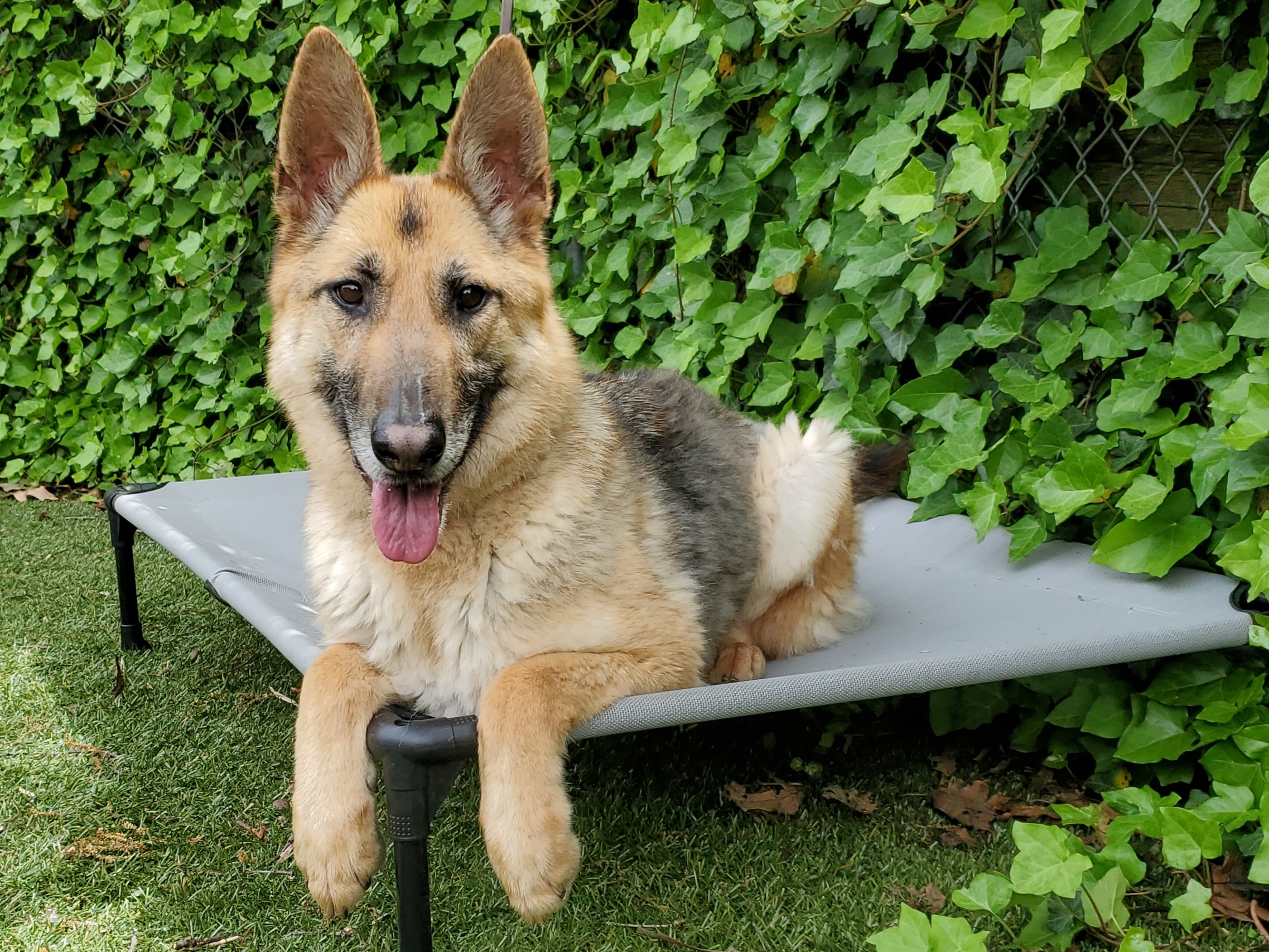 Zoe, Adoptable, Young Female German Shepherd Dog.