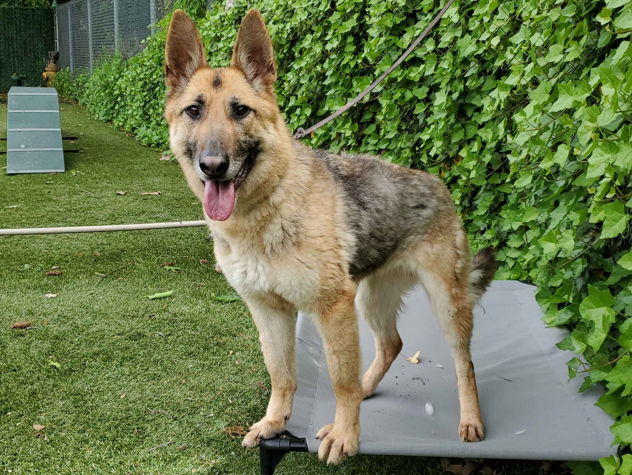 Enlarge Zoe, a Adoptable German Shepherd Dog in Port Washington, NY image 4/6