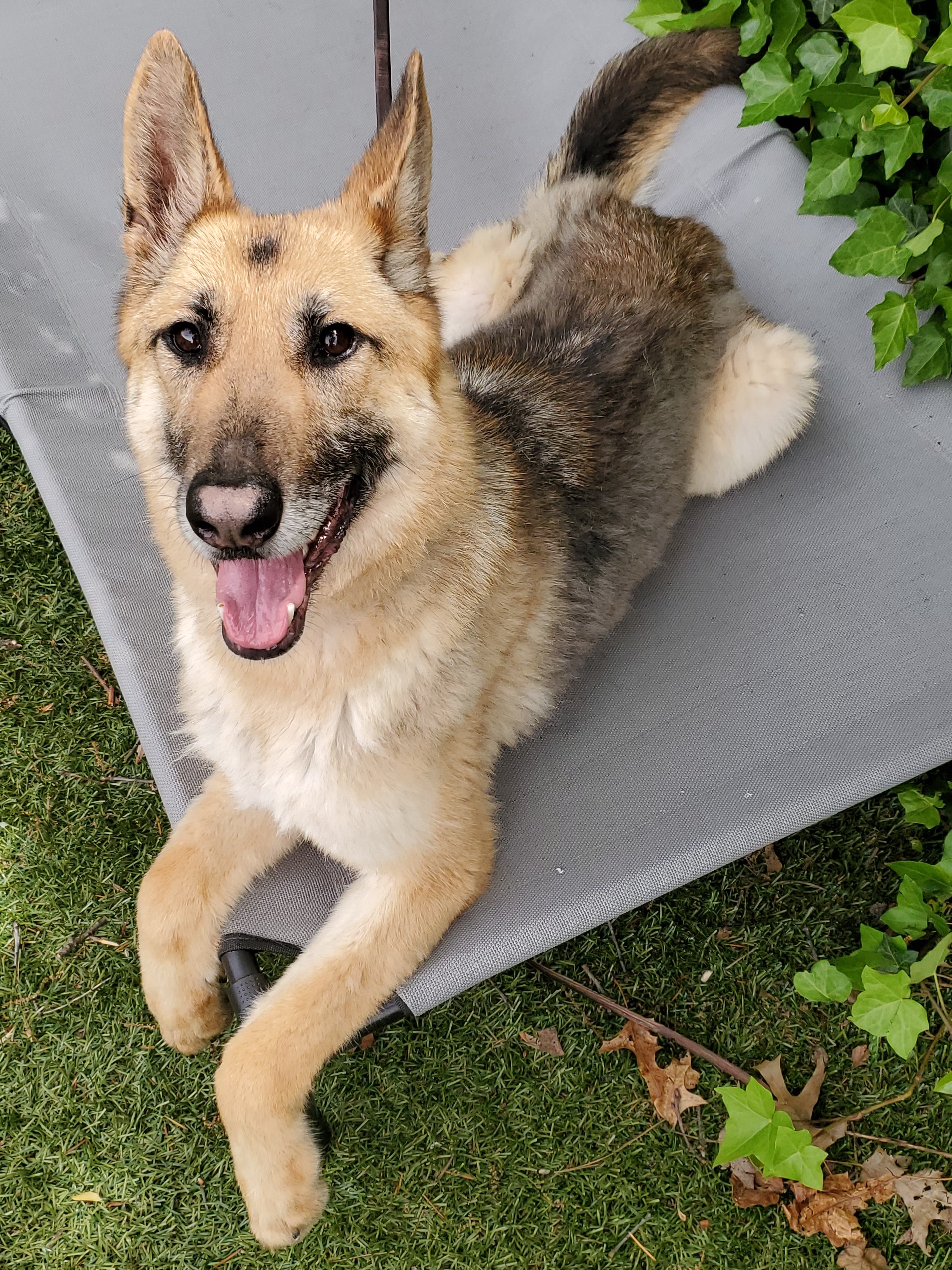 Enlarge Zoe, a Adoptable German Shepherd Dog in Port Washington, NY image 5/6