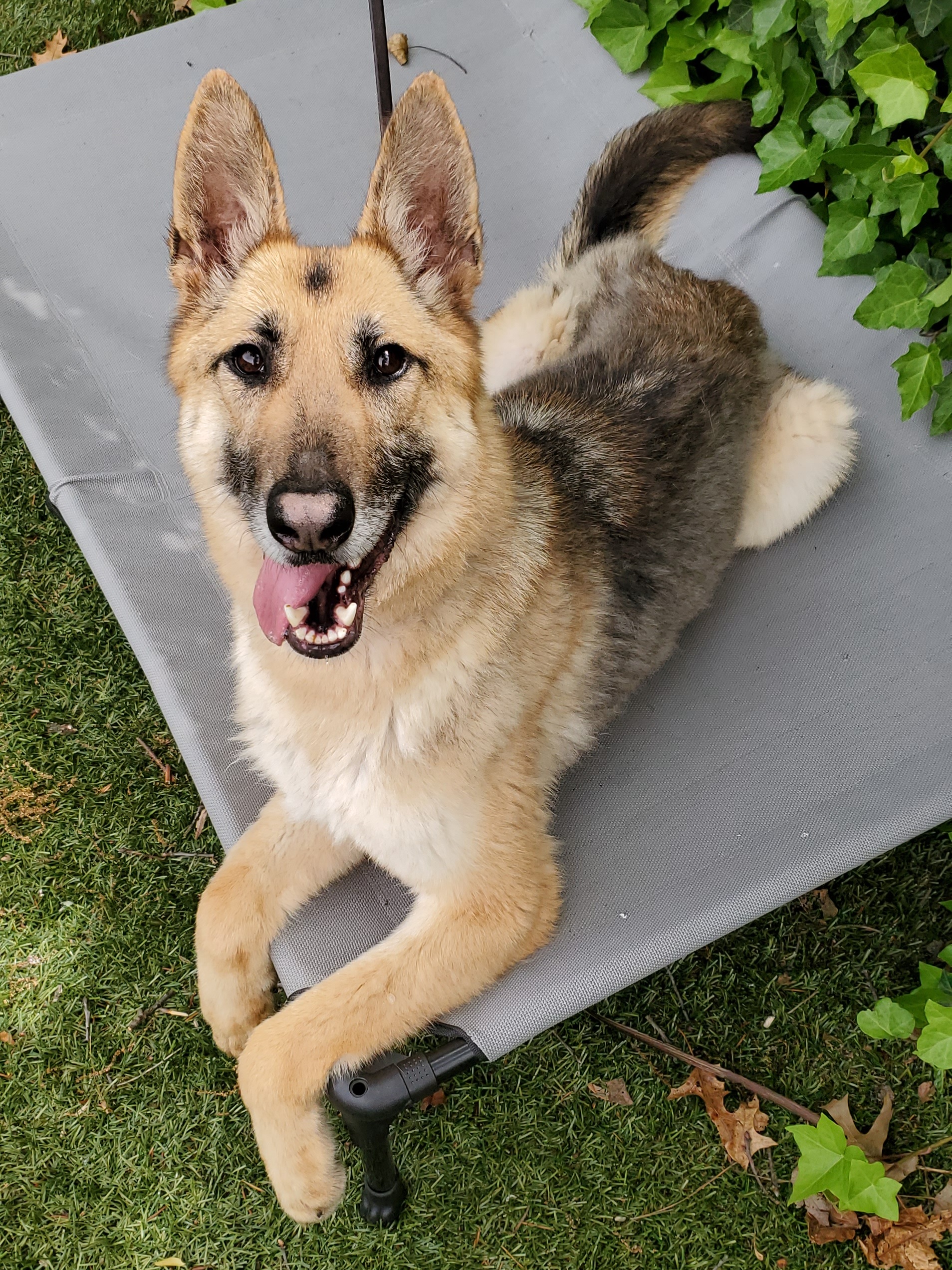 Enlarge Zoe, a Adoptable German Shepherd Dog in Port Washington, NY image 3/6