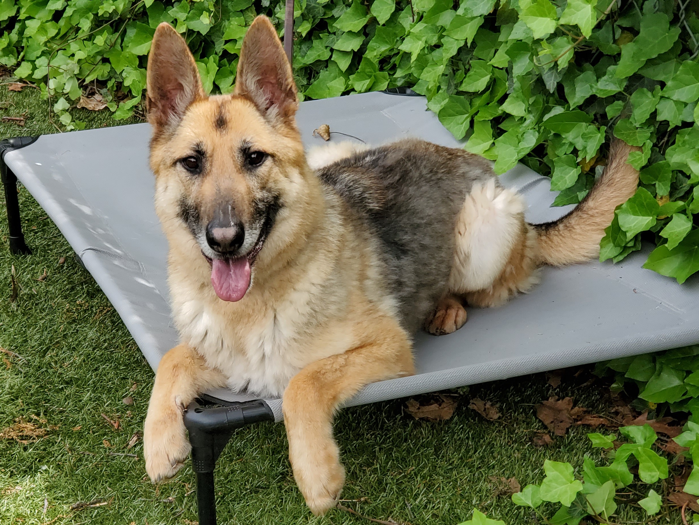 Enlarge Zoe, a Adoptable German Shepherd Dog in Port Washington, NY image 2/6