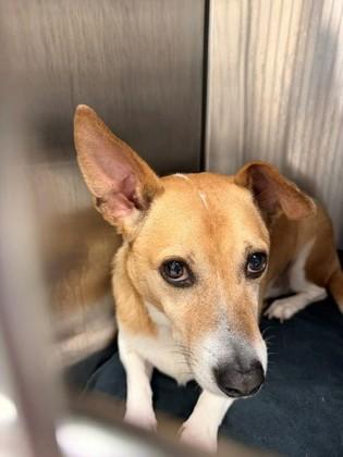 Enlarge Shmear, a Adoptable mixed breed in Irving, TX image 1/1