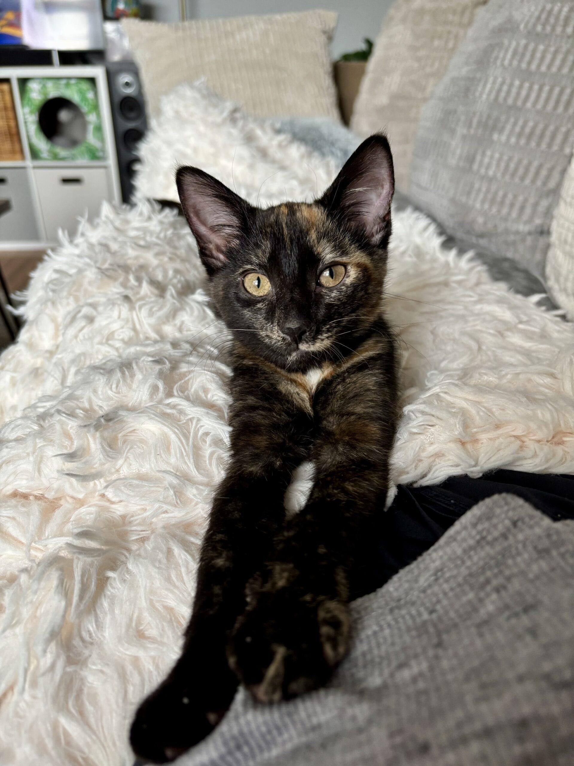 Zinnia, Adoptable, Kitten Female Tortoiseshell.