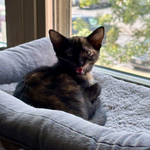 Zinnia, a Adoptable Tortoiseshell in Canal Winchester, OH image 2/6