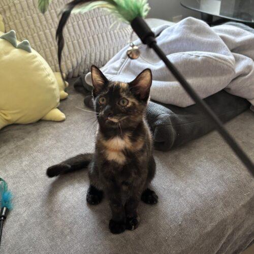 Zinnia, a Adoptable Tortoiseshell in Canal Winchester, OH image 3/6
