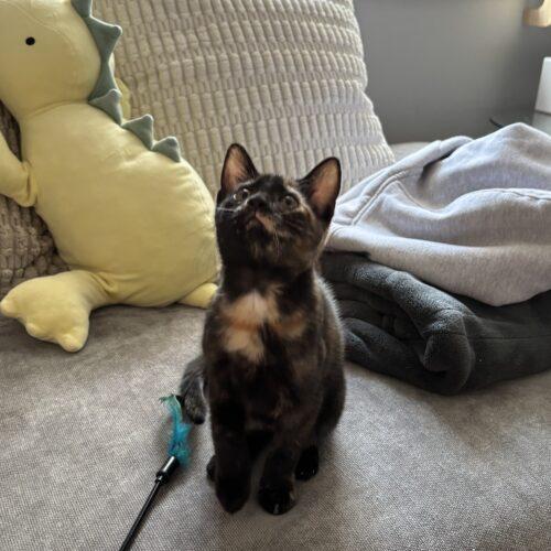 Zinnia, a Adoptable Tortoiseshell in Canal Winchester, OH image 4/6