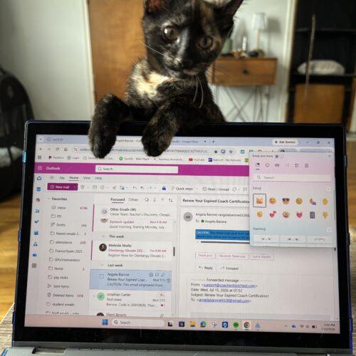Zinnia, a Adoptable Tortoiseshell in Canal Winchester, OH image 5/6