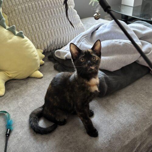 Zinnia, a Adoptable Tortoiseshell in Canal Winchester, OH image 6/6