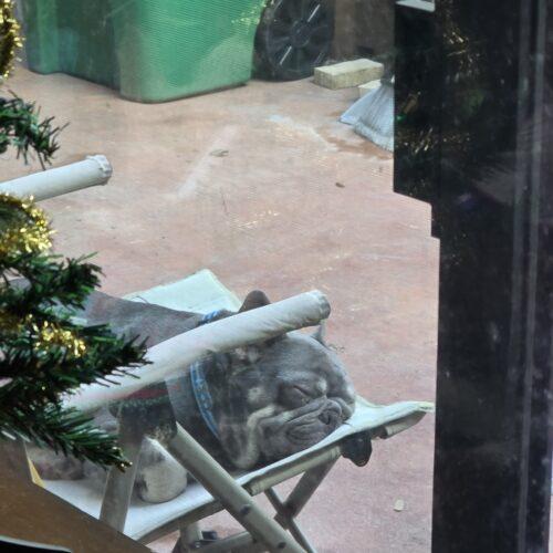 Enlarge Logan, a Adoptable French Bulldog in Plantation, FL image 3/6