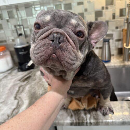 Enlarge Logan, a Adoptable French Bulldog in Plantation, FL image 4/6