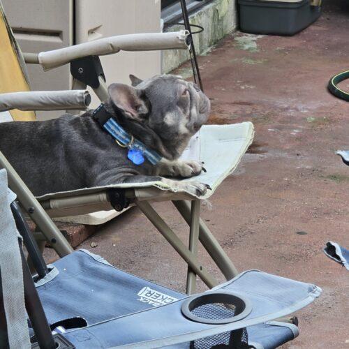 Enlarge Logan, a Adoptable French Bulldog in Plantation, FL image 6/6