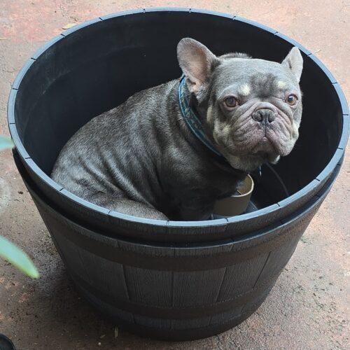 Logan, Adoptable, Adult Male French Bulldog.