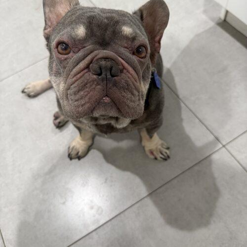 Enlarge Logan, a Adoptable French Bulldog in Plantation, FL image 5/6