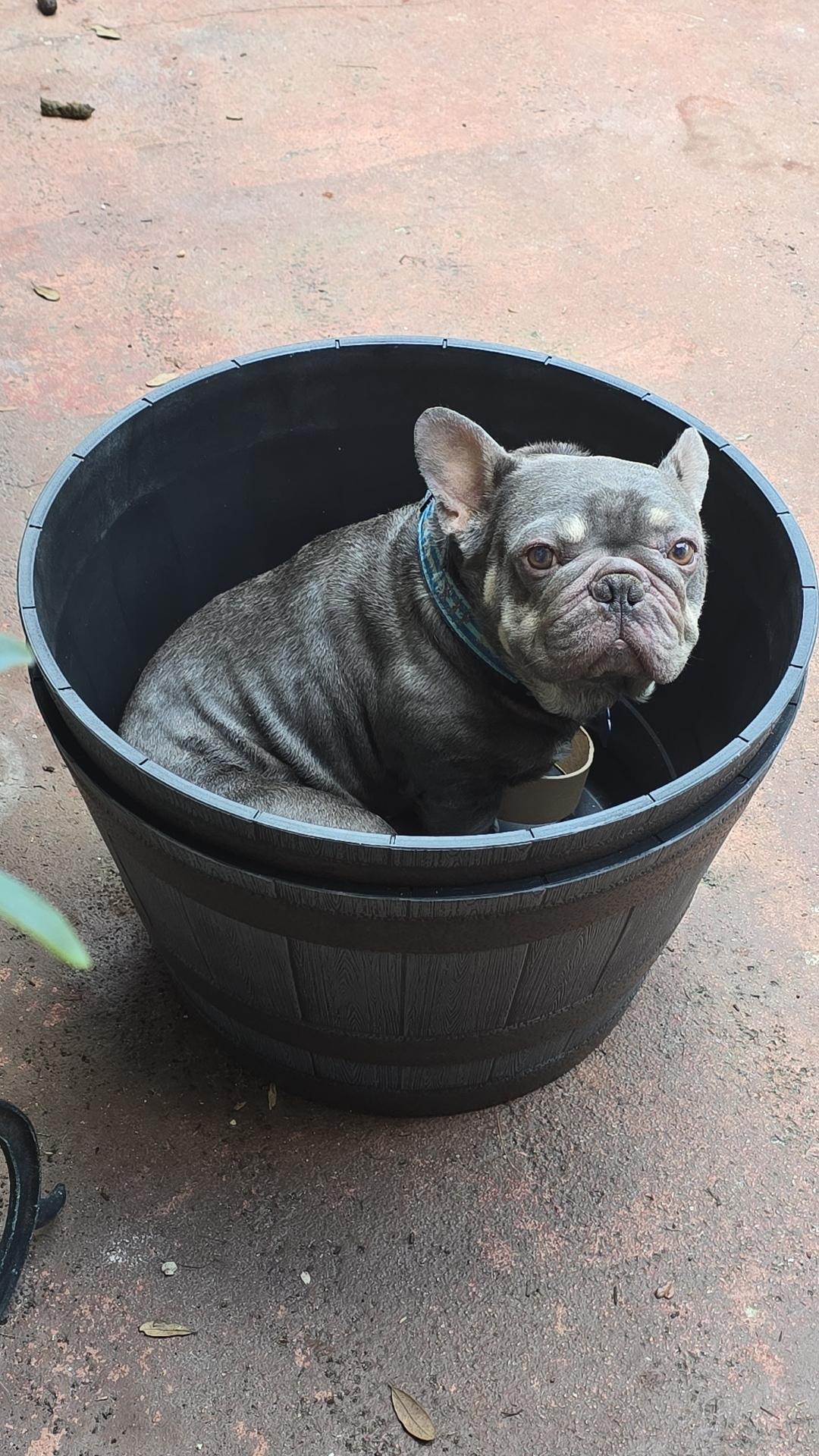 Enlarge Logan, a Adoptable French Bulldog in Plantation, FL image 2/6