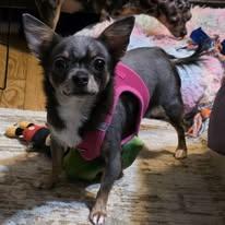 Rebecca and Sarah, Adoptable, Young Female Chihuahua.