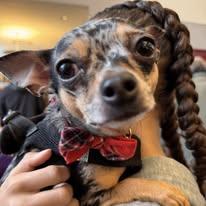 Enlarge Rebecca and Sarah, a Adopted Chihuahua in Tenafly, NJ image 2/3