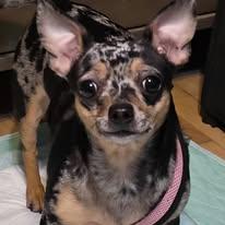 Enlarge Rebecca and Sarah, a Adopted Chihuahua in Tenafly, NJ image 3/3