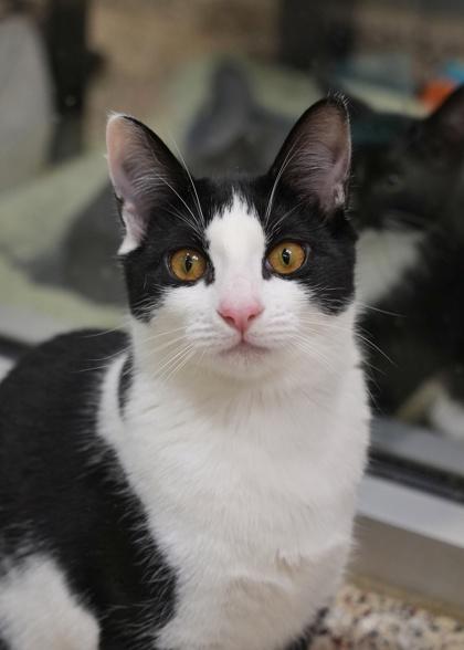 Enlarge Dollette 58386, a Adoptable Domestic Short Hair in Aiken, SC image 1/1