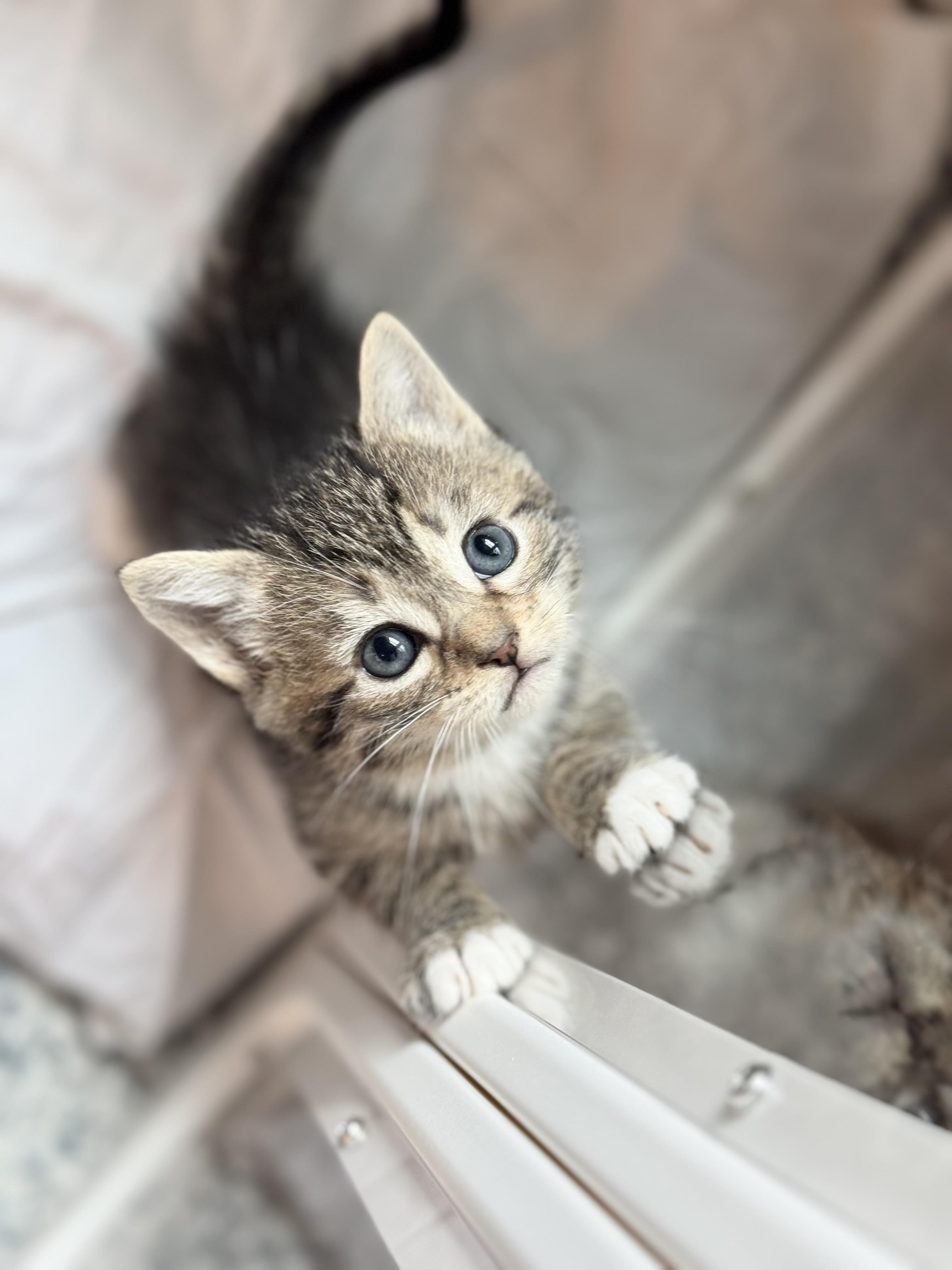 KIWI & PAPAYA, a Adoptable mixed breed in Kennebunk , ME image 1/6