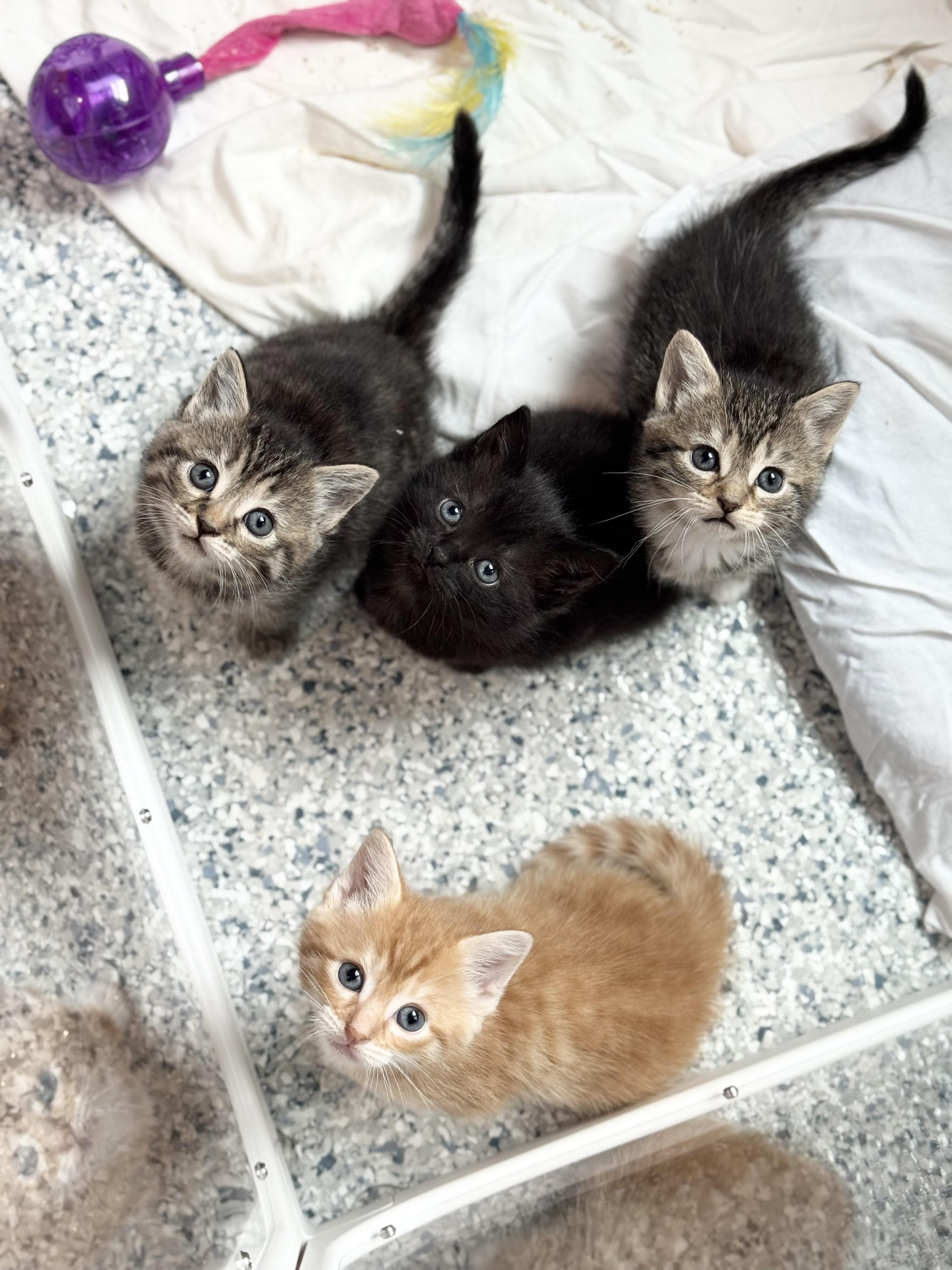 KIWI & PAPAYA, a Adoptable mixed breed in Kennebunk , ME image 2/6