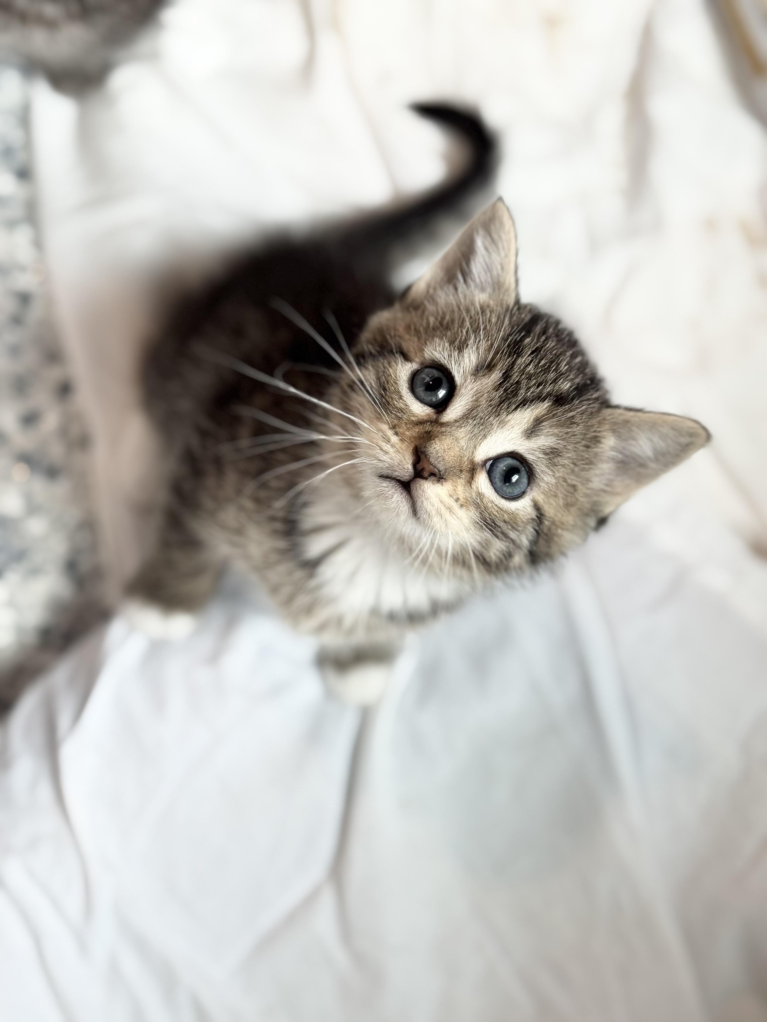 KIWI & PAPAYA, a Adoptable mixed breed in Kennebunk , ME image 3/6