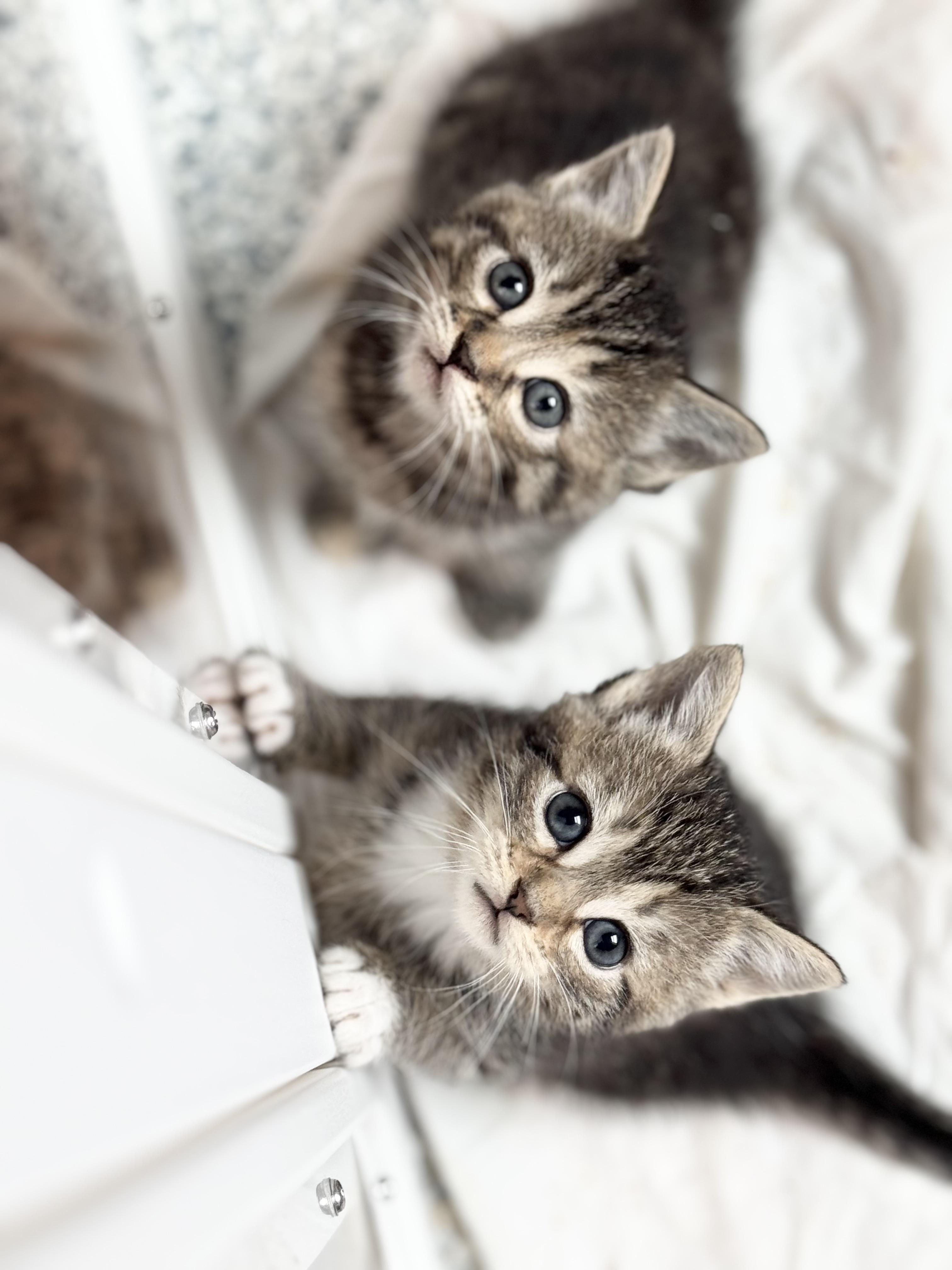 KIWI & PAPAYA, a Adoptable mixed breed in Kennebunk , ME image 4/6