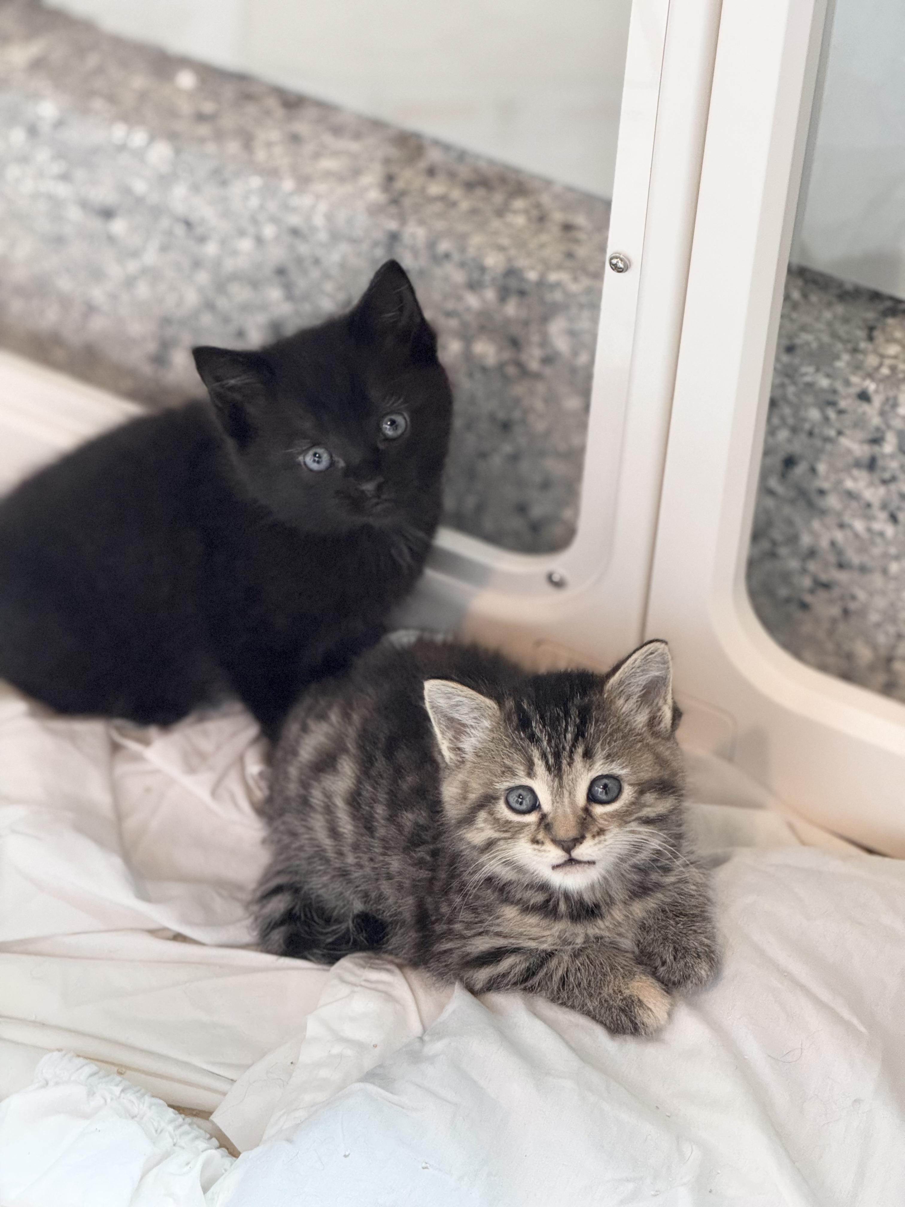 KIWI & PAPAYA, a Adoptable mixed breed in Kennebunk , ME image 5/6