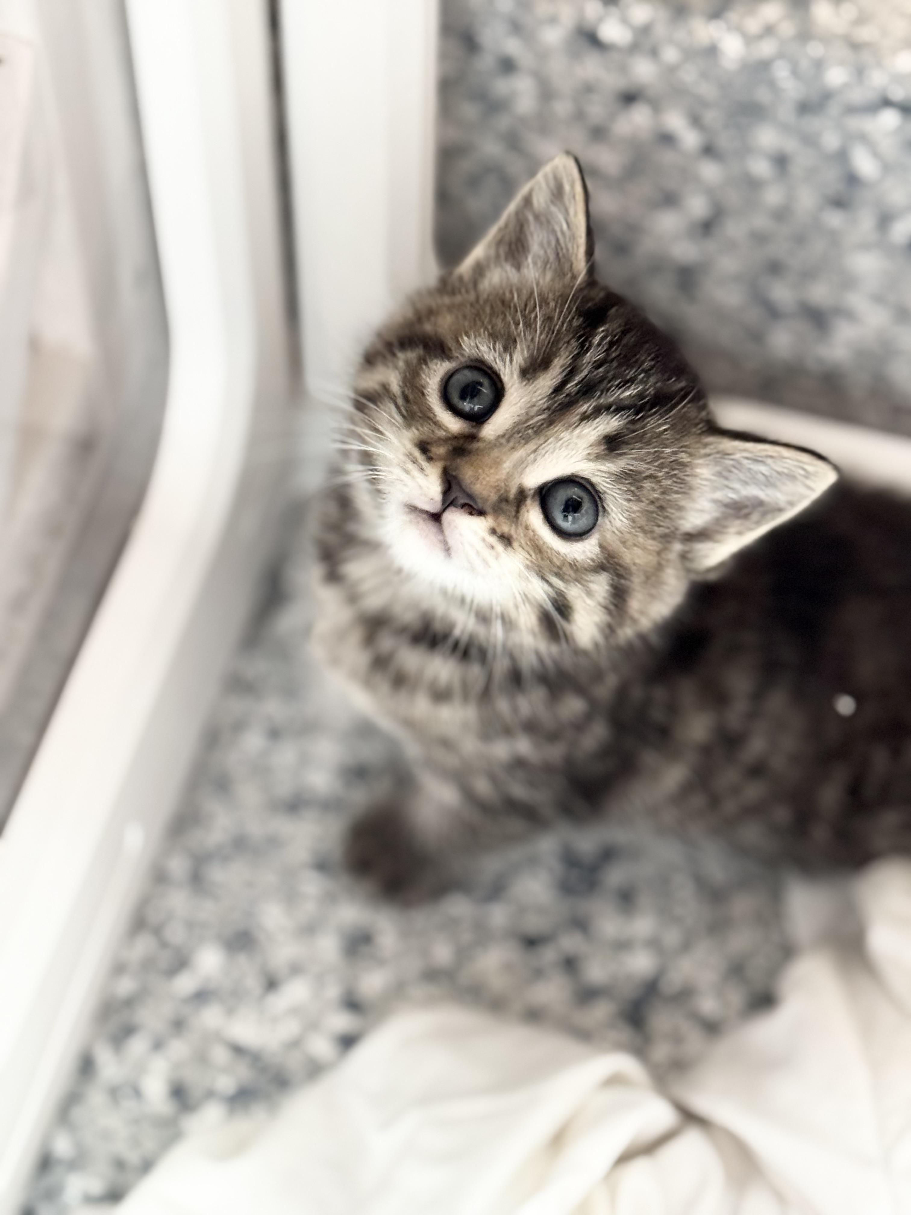 KIWI & PAPAYA, a Adoptable mixed breed in Kennebunk , ME image 6/6