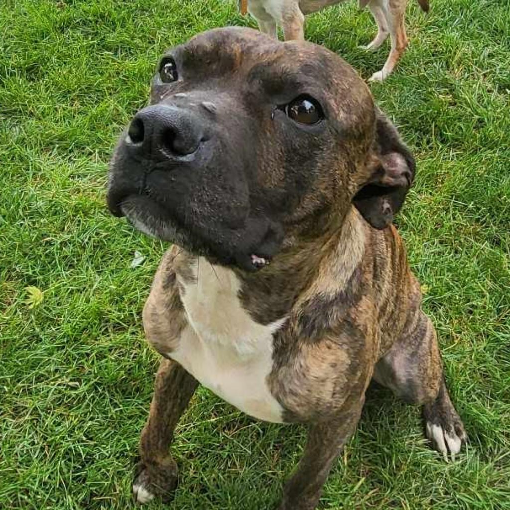 Enlarge Lukan, a Adoptable Whippet in Farmersville, OH image 1/1