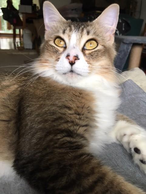 Kinnie, an adoptable Domestic Medium Hair, Tabby in Anchorage, AK, 99516 | Photo Image 1