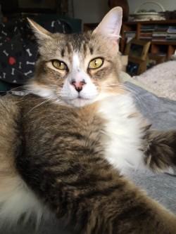 Kinnie, Adopted, Adult Female Domestic Medium Hair & Tabby.