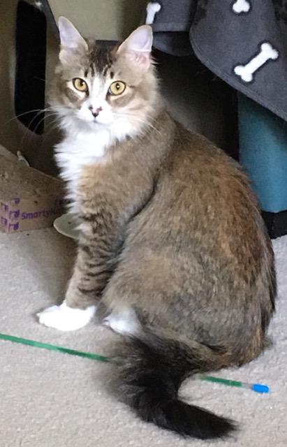 Kinnie, an adoptable Domestic Medium Hair, Tabby in Anchorage, AK, 99516 | Photo Image 5