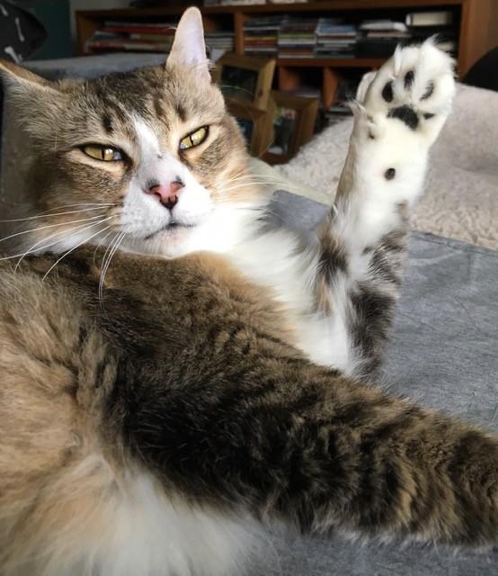 Kinnie, an adoptable Domestic Medium Hair, Tabby in Anchorage, AK, 99516 | Photo Image 4