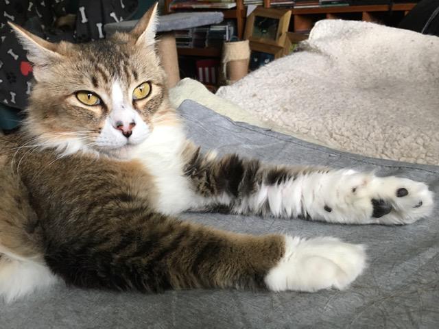 Kinnie, an adoptable Domestic Medium Hair, Tabby in Anchorage, AK, 99516 | Photo Image 2