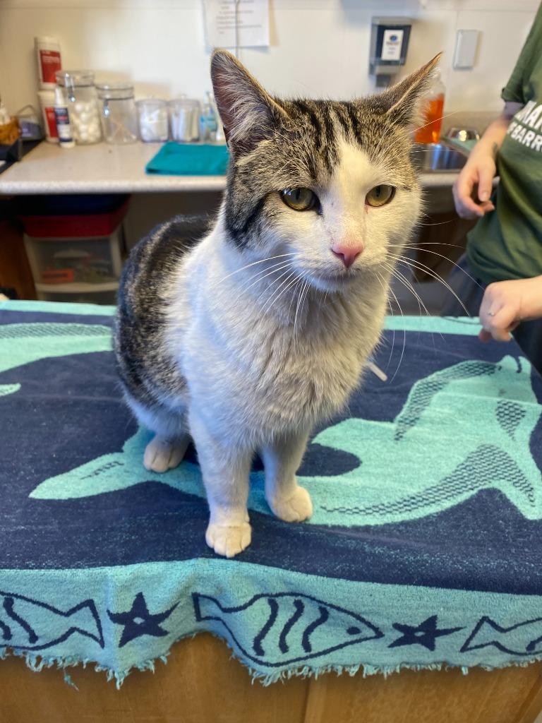Enlarge Epsilon, a Adopted American Shorthair in Barron, WI image 1/6