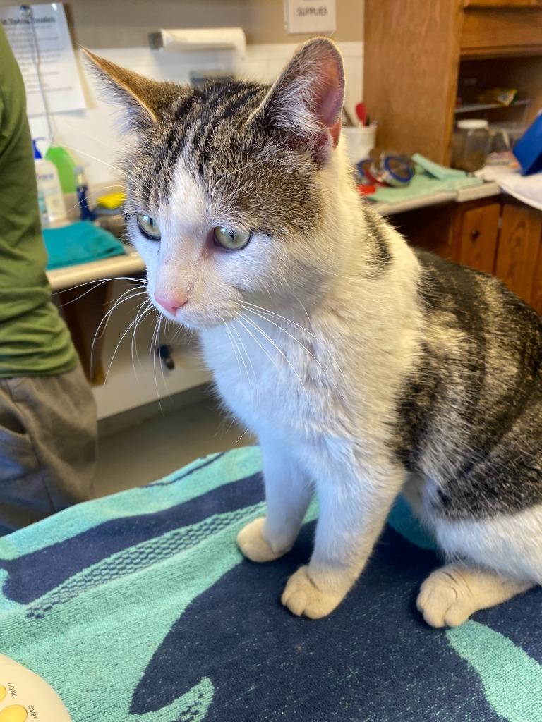 Enlarge Epsilon, a Adopted American Shorthair in Barron, WI image 2/6