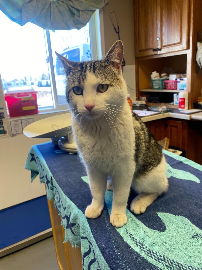 Enlarge Epsilon, a Adopted American Shorthair in Barron, WI image 3/6